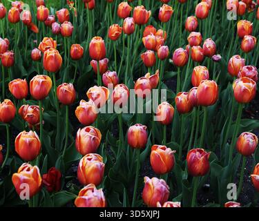 Beaucoup de tulipes orange et jaune sur le parterre de fleurs Banque D'Images
