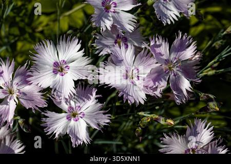 Dianthus gratianopolitanus, communément appelé rose Cheddar ou rose girofle, est une espèce de plante de la famille des Caryophyllaceae. Banque D'Images