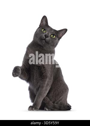 Jeune adulte Korat chat, assis face à l'avant avec un paw ligté comme le chinois bonne chance chat. Regarder directement l'appareil photo avec les yeux verts. Isolé sur Banque D'Images