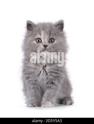 Adorable chaton chat tortie British Longhair bleu, assis face à l'avant. Je suis curieux de voir la caméra. Isolé sur fond blanc, pays-Bas Banque D'Images