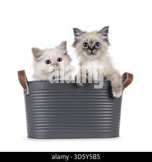 Mignon duo Sacred Birman chatons chat, assis ensemble dans une baignoire en métal gris. Je suis curieux de voir la caméra avec des yeux bleus spécifiques à la race. Isolé sur un wh Banque D'Images