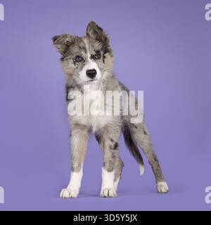 Adorable chien bleu merle Border Collie chiot, debout face à l'avant. Regardant vers la caméra avec les yeux brunâtres et le nez noir en forme de cœur. Isolé activé Banque D'Images