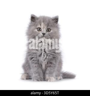 Adorable chaton chat tortie British Longhair bleu, assis face à l'avant. Je suis curieux de voir la caméra. Isolé sur fond blanc, pays-Bas Banque D'Images