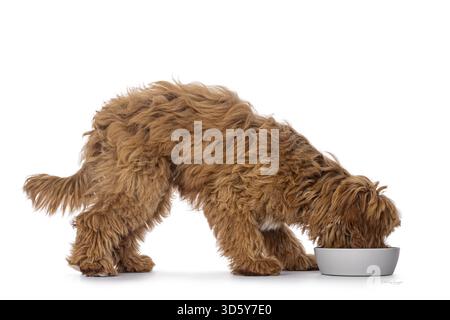Chiot chien labradoodle heureux debout sur le côté avec la tête dans le bol de nourriture. Isolé sur fond blanc, pays-Bas Banque D'Images