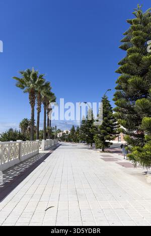 La vue monte jusqu'aux grands vieux palmiers en face du ciel. Belles frondes de palmier vertes le long de la promenade de la plage de la ville de Rota, Cadix, et Banque D'Images