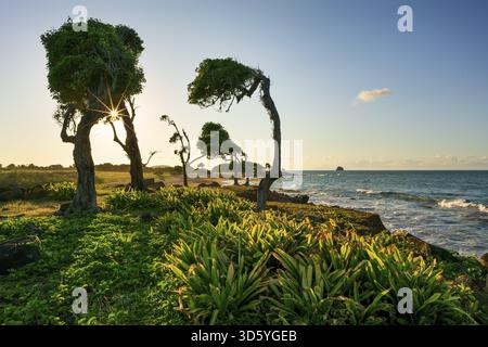 Arbre balayé par le vent à pointe Allegre, coucher de soleil, Sainte-Rose, basse Terre, Guadeloupe, Antilles françaises, Caraïbes Banque D'Images
