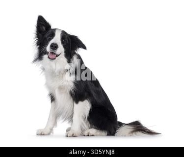 Charismatique typique noir et blanc jeune adulte Border Collie chien, assis sur le côté. J'ai l'air heureux directement à la caméra avec bouche ouverte haletante. ISO Banque D'Images