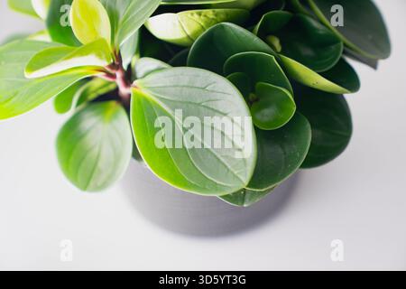 Vue de dessus de la plante d'intérieur avec des feuilles épaisses brillantes disposées en structure en couches denses, placées dans un pot sombre texturé et créant un accent organique frais Banque D'Images
