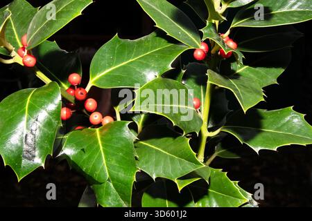 Gros plan de brins de houx avec des baies rouges vives sur fond noir, mettant en valeur la couleur festive et les détails naturels de saison. Banque D'Images