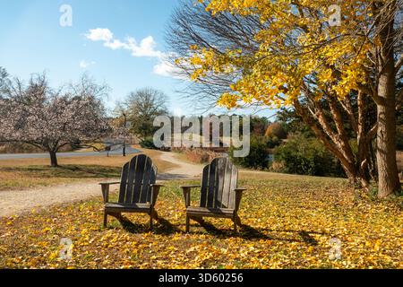 Les chaises Adirondack disposées sous des feuilles d'automne jaune vif invitent les passants à passer un sort dans le soleil chaud. Banque D'Images