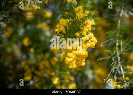 Fleurs de mimosa jaune au soleil. Fleurs de mimosa jaunes douces suspendues dans la lumière chaude du printemps. Banque D'Images