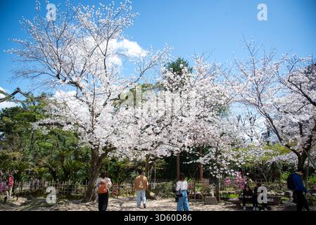 Les gens regardant les fleurs de cerisier blanc. Les visiteurs se promènent sous les fleurs de cerisier blanc éclatant au printemps. Banque D'Images