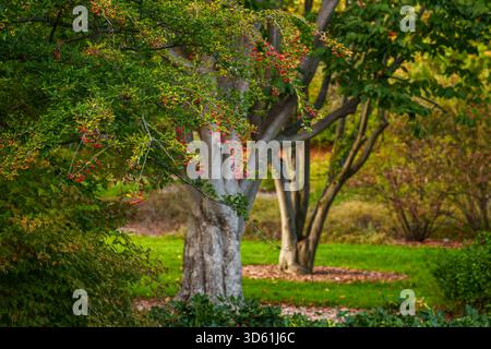 Grappes de baies de crabère ornementales rouges suspendues à des branches minces dans un jardin à Arnold Arboretum à Boston, Massachusetts, États-Unis, en automne. Banque D'Images