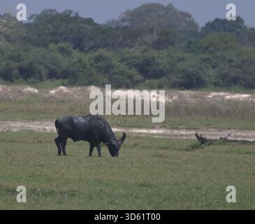 Taureau de buffle d'eau avec de grandes grosses cornes, debout sur l'eau peu profonde dans les pâturages. Parc national de Bubalus arnee migona Yala, Sri Lanka. Banque D'Images