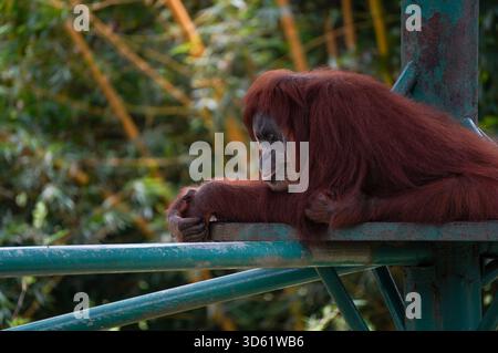 Orang-outang pensif reposant sur son expression réfléchie au zoo national malaisien. Banque D'Images