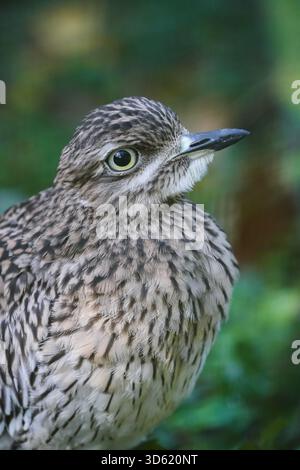Portrait d'une cape à genou épais. Gros plan d'oiseau. Burhinus capensis. Pois genou épais. Dikkop à pois. Banque D'Images
