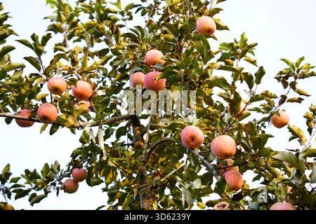 Branche de pommier avec de nombreuses pommes rouges mûres，pommes mûres dans le verger de pommiers avant la récolte. Verger de pommiers. Panier de pommes Banque D'Images