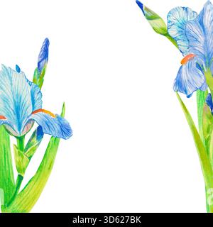 Fleurs d'iris bleues. Illustration de fond de cadre carré aquarelle isolée sur blanc avec espace de copie pour invitation et cartes de mariage floral mignon, journal Banque D'Images