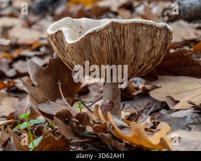 Champignon parasol (Macrolepiota procera) sur fond de forêt naturelle. Banque D'Images