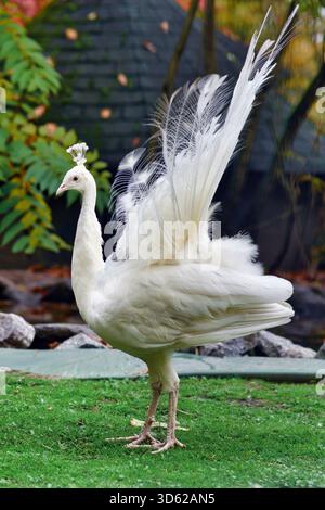Perle indienne blanche Pavo cristatus mut. alba. Avec le Leucisme Banque D'Images