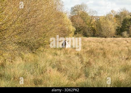 Longhorn anglais (Bos primigenius) Taurus, utilisé pour faire paître Christ Church Meadow Oxford Angleterre. Novembre 2025 Banque D'Images