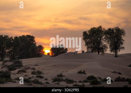 Vue du coucher du soleil derrière les dunes de sable avec une végétation clairsemée et des arbres silhouettés sur le ciel coloré, Umm Eselay, Sharjah, arabe Uni Banque D'Images