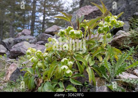Hellebore à feuilles de houx, hellebore Corse (Helleborus argutifolius, Helleborus lividus subsp. Corsicus), fructification, France, Corse, Vallée de l'Asco Banque D'Images