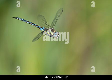 Rare aeshna, colporteur migrant (Aeshna mixta), mâle en vol, pays-Bas, Frise Banque D'Images