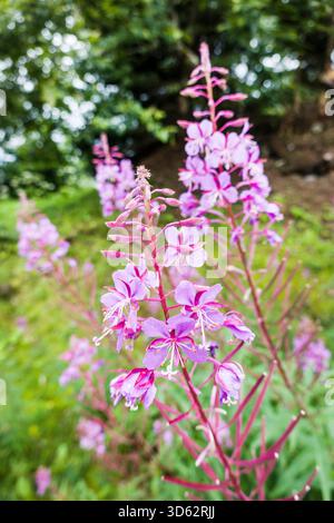 Herbe à feu, floraison sally, herbe de saule Rosebay, grande herbe de saule (Epilobium angustifolium, Chamerion angustifolium), floraison, Autriche Banque D'Images