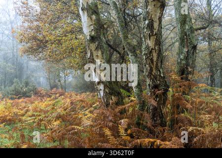Vue sur les troncs de bouleau argenté s'élève au milieu d'une mer de fougères dorées qui s'estompent, une scène automnale tranquille voilée dans la brume, The Chilterns AONB, Oxfordshire, Angleterre Banque D'Images