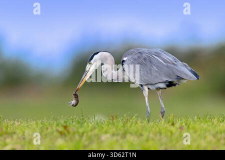 Héron gris (Ardea cinerea), se trouve dans la prairie avec une souris prise dans son bec, pays-Bas, Frise, Bolsward Banque D'Images