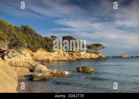 Plage d'Acciaghju, pins sur la côte rocheuse, France, Corse, Bocca del Oro Banque D'Images