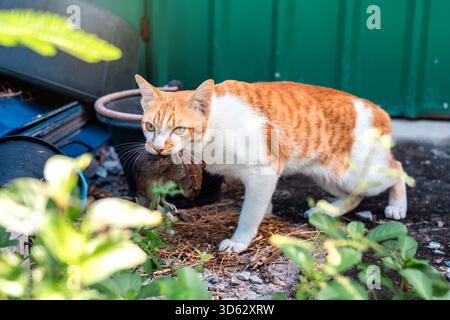 Chat Tabby Orange et Blanc coquin portant une souris tuée loin d'un tas de déchets dans l'arrière-cour. Banque D'Images