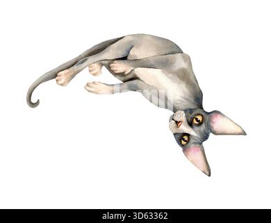 Le chat Sphynx est suspendu à l'envers à quelque chose. Animal sans poils avec de grandes oreilles est couché. Animal chauve mignon avec des yeux jaunes. Kitty gris dessiné à la main avec Banque D'Images