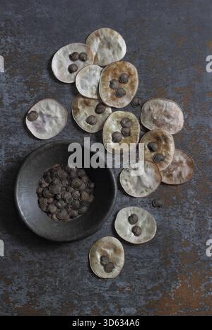 Têtes de semence honnêteté. Graines récoltées à partir des gousses de graines en forme de disque argenté de la plante à fleurs Lunaria annua. Banque D'Images