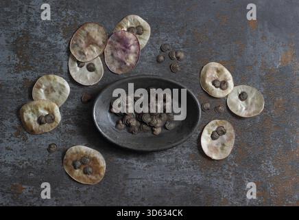 Têtes de semence honnêteté. Graines récoltées à partir des gousses de graines en forme de disque argenté de la plante à fleurs Lunaria annua. Banque D'Images