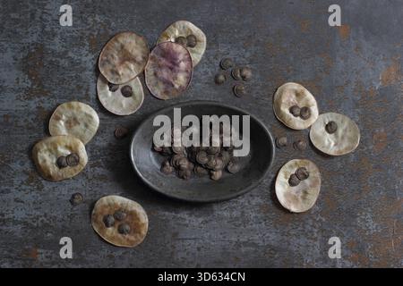 Têtes de semence honnêteté. Graines récoltées à partir des gousses de graines en forme de disque argenté de la plante à fleurs Lunaria annua. Banque D'Images