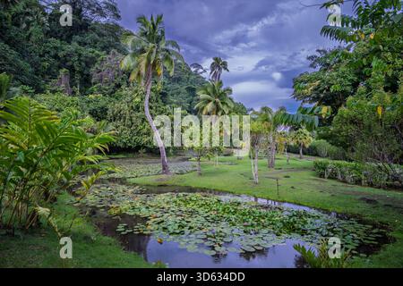 Un jardin tropical serein dispose d'un étang rempli de nénuphars, entouré de palmiers et de verdure vibrante, créant une scène paisible Banque D'Images