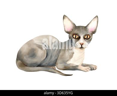 Chat sans poils Sphynx est assis ou est couché. Animal de compagnie avec la peau chauve. Jolie chatte grise avec de grandes oreilles et des yeux jaunes. Illustration isolée à l'aquarelle de Banque D'Images