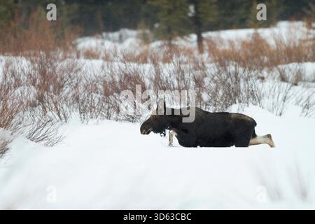 Elch / Orignal ( Alces alces ), jeune taureau en hiver, marcher dans la neige profonde sur une clairière, une plus grande région de Yellowstone, Wyoming, USA. Banque D'Images