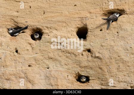Sable Martin / hirondelles de banque / colonie Uferschwalben ( Riparia riparia), perchée à leurs trous de nid dans la pente d'une fosse de sable, faune, Europe. Banque D'Images