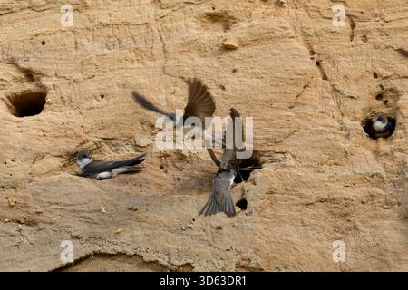 Sable Martin / hirondelles de banque / colonie Uferschwalben ( Riparia riparia), perchée à leurs trous de nid dans la pente d'une fosse de sable, faune, Europe. Banque D'Images