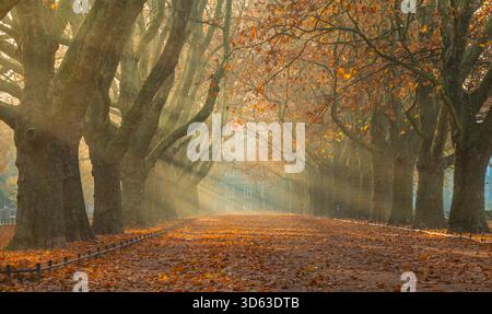 Les rayons du soleil levant se brisent à travers la brume matinale dans l'avenue des platanes Banque D'Images