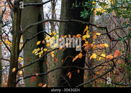 Automne dans une forêt à la piste Ruhrhoehenweg dans les montagnes Ardey près de Wetter sur la rivière Ruhr, feuilles de hêtre, Rhénanie du Nord-Westphalie, Allemagne. Elle Banque D'Images