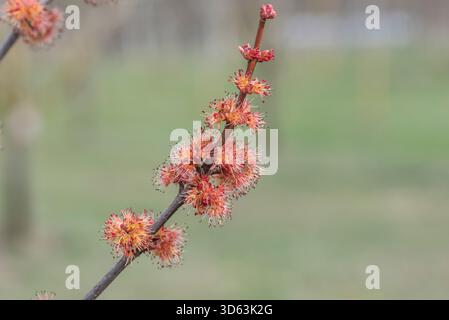 Rot-Horn, Rotahorn, Acer rubrum, männliche Blüte Banque D'Images