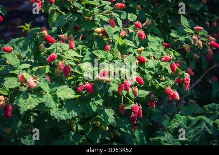 Tayberries mûres (un hybride framboise-mûre) poussant sur un buisson dans un jardin ensoleillé. Parfait pour les thèmes du jardinage biologique, fruits frais, sain, a Banque D'Images