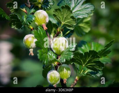 Un arbuste à maquereau infecté par une maladie fongique, qui crée un revêtement blanc et moisi sur le fruit et les feuilles. Parfait pour illustrer la pathologie végétale Banque D'Images