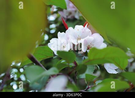 Délicates fleurs blanches encadrées par des feuilles vertes Banque D'Images