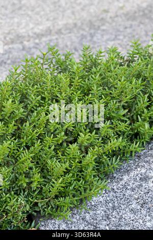 Dicknarbe, Paxistima canbyi Banque D'Images