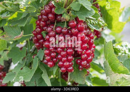 Rote Johannisbeere, Ribes rubrum Roodneus Banque D'Images